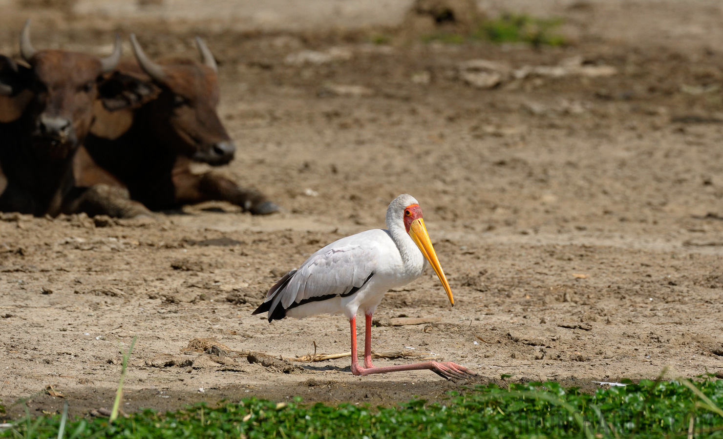 Mycteria ibis [400 mm, 1/2000 sec at f / 7.1, ISO 800]